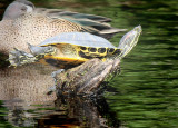 The Underside, Paradise Pond