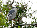 Lynns Black-crowned Night Heron, Paradise Pond