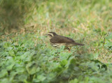  Northern Waterthrush,  Birding Center