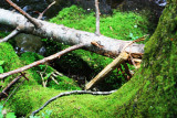 The fallen tree