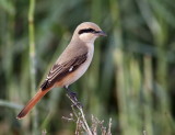 Isabelline Shrike