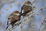 Indian Silverbill.JPG