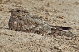 Egyptian Nightjar