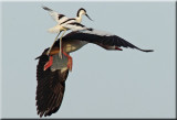Avocet attacks an Eygptian Goose