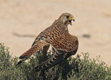 Common Kestrel