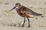 Curlew Sandpiper