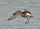 Bar-tailed godwit