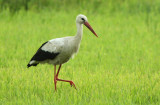 Stork white