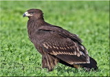 Greater-Spotted-Eagle
