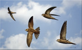 Pallid Swift Montage