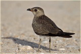 Collard Pratincole