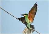 Blue-cheeked Bee-eater