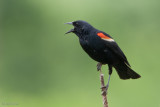 7B7D3376.jpg