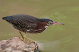 7B7D4825.jpg