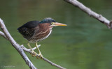 IMG_1654-2.jpg
