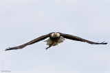 8-22-10 eagle 2.jpg