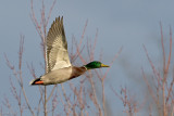7B7D0367.jpg