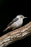 7B7D4636.jpg