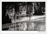 Caddo Lake Cypress #1