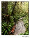 Lost Man Creek, Redwood NP