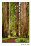Stout Grove 2, Jedediah Smith Redwoods