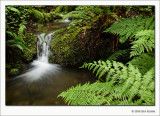 Ferns and Cascade, Hiouchi Trail, Jedidiah Smith Redwoods