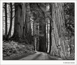 Howland Hill Rd, Jedediah Smith Redwoods