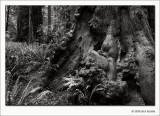 Scarred Redwood Trunk, Stout Grove, Jedediah Smith Redwoods