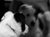 Introspection