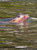 Otter with lunch