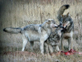 Wolves on carcass