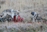 Wolves on carcass