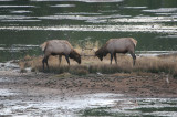 Sparring elk