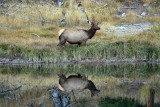 Elk reflection