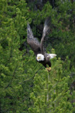 Bald Eagle