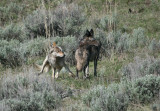 Wolves