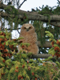 Great Horned Owlet