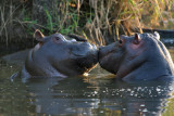 Hippo babies