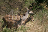 Nyala