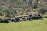 Elephant having a drink at Orpen Dam