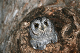 African Scops Owl