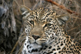Salayexe - female leopard