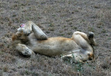 Majingilane male lion