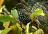 Starling