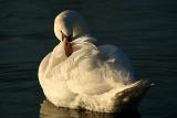 Mute Swan