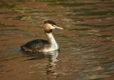 Great Crested Grebe