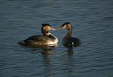Great Crested Grebes