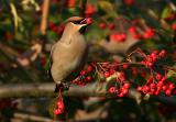 Bohemian Waxwing