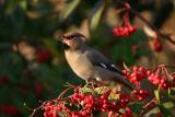 Bohemian Waxwing