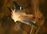 Bohemian Waxwing